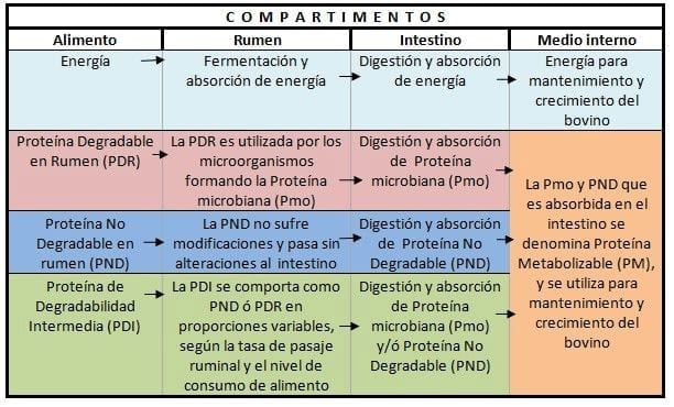 Requerimientos de Proteina y Formulación de Raciones en Bovinos para Carne - Image 1
