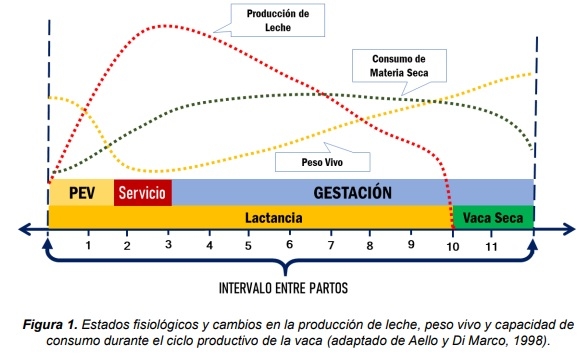 ¿Una sola ración para todas? Estrategias de manejo de la alimentación del rodeo lechero - Image 1