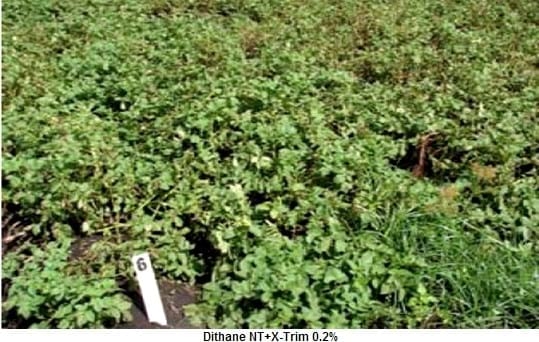 Control Químico del Tizón Tardío de la Papa (Phytophthora infestans) - Image 2