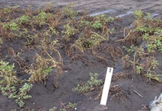 Control Químico del Tizón Tardío de la Papa (Phytophthora infestans) - Image 3