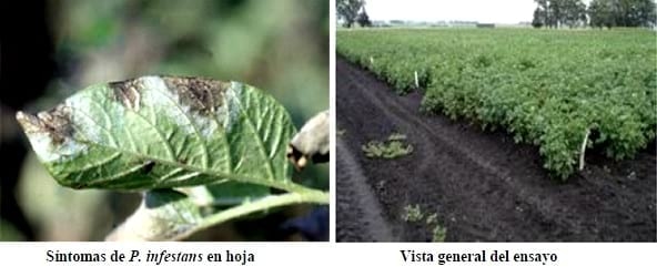 Control Químico del Tizón Tardío de la Papa (Phytophthora infestans) - Image 1