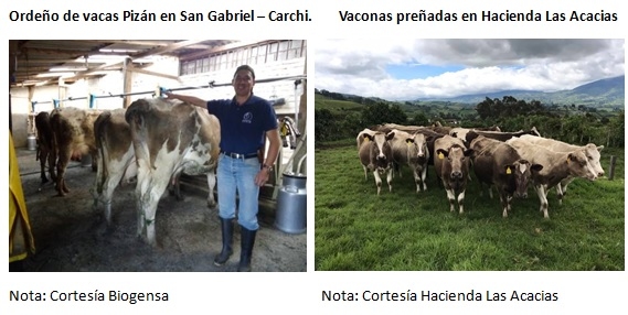 El biotipo bovino Pizán de la sierra ecuatoriana - Image 1