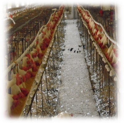 Virus de la influenza H5N1 en aves y humanos - Image 5