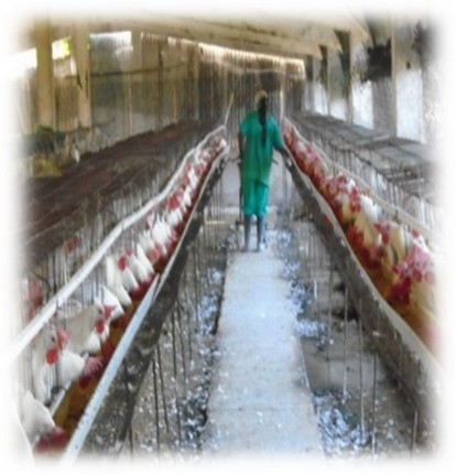 Virus de la influenza H5N1 en aves y humanos - Image 4