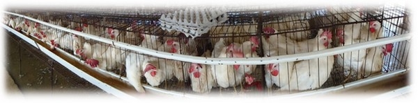 Virus de la influenza H5N1 en aves y humanos - Image 1