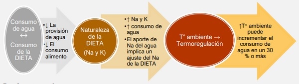 El agua es el motor invisible del crecimiento y la salud de los pollos: sin una adecuada provisión de agua se ve afectada la productividad - Image 2