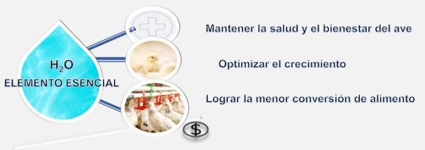 El agua es el motor invisible del crecimiento y la salud de los pollos: sin una adecuada provisión de agua se ve afectada la productividad - Image 1