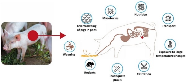Estrategias sin Antibióticos frente a Ileítis Porcina con soluciones sostenibles - Image 1