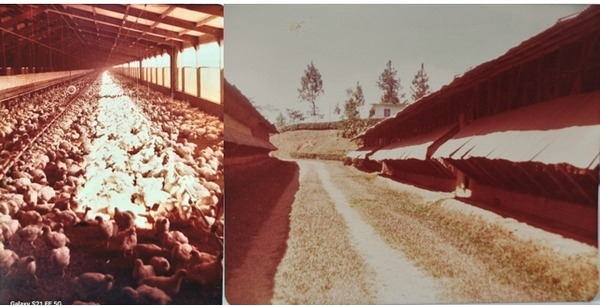 Reflexiones a los 70 años: 100 artículos y una vida de aprendizajes con 70 observaciones sobresalientes - Image 1