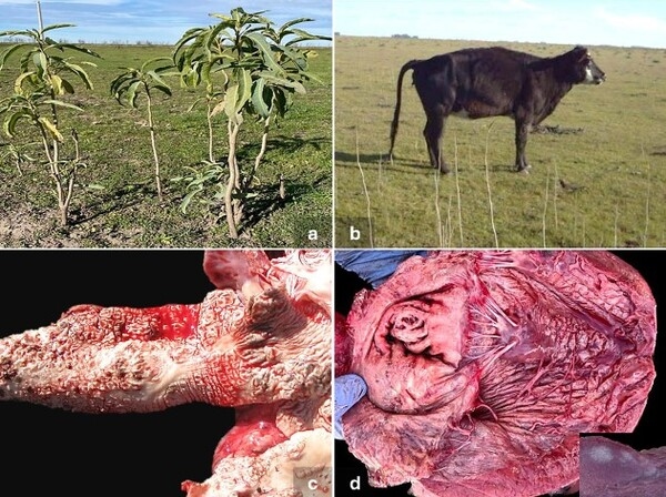 Duraznillo Blanco: Análisis detallado de 23 brotes de Calcinosis Enzoótica y el desafío del 