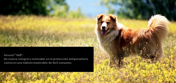 Protección antiparasitaria canina en una tableta masticable - Image 1