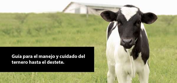 Guía para el manejo y cuidado del ternero hasta el destete - Image 1