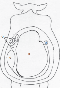 Desplazamiento de abomaso en vacas: Causas y tratamiento - Image 2