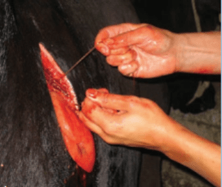 Desplazamiento de abomaso en vacas: Causas y tratamiento - Image 3