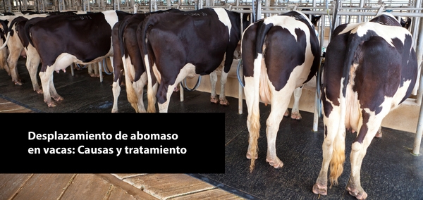 Desplazamiento de abomaso en vacas: Causas y tratamiento - Image 1