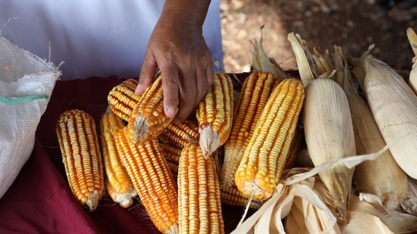INIFAP confirma resultados del uso del biosólido en cultivo de maíz - Image 1