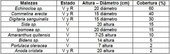 Evaluación del coadyuvante X-TRIM G como activador del glifosato en un tratamiento de preemergencia - Image 3