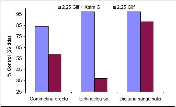 Evaluación del coadyuvante X-TRIM G como activador del glifosato en un tratamiento de preemergencia - Image 9