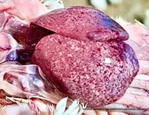 Evaluación de la inmunidad cruzada generado por la vacuna de Salmonella Enteritidis (deriva metabólica) frente a desafíos con Salmonella Gallinarum (parte II) - Image 1