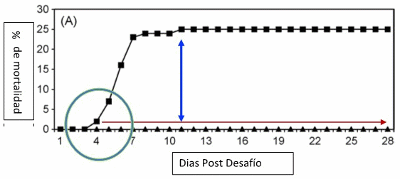 Evaluación de la inmunidad cruzada generado por la vacuna de Salmonella Enteritidis (deriva metabólica) frente a desafíos con Salmonella Gallinarum (parte II) - Image 2