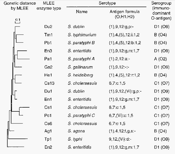 Evaluación de la inmunidad cruzada generado por la vacuna de Salmonella Enteritidis (deriva metabólica) frente a desafíos con Salmonella Gallinarum (parte II) - Image 2