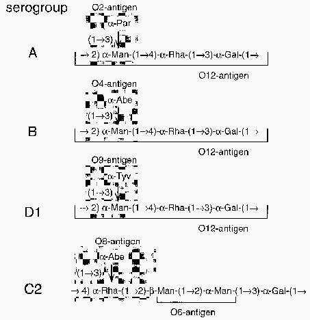 Evaluación de la inmunidad cruzada generado por la vacuna de Salmonella Enteritidis (deriva metabólica) frente a desafíos con Salmonella Gallinarum (parte II) - Image 1