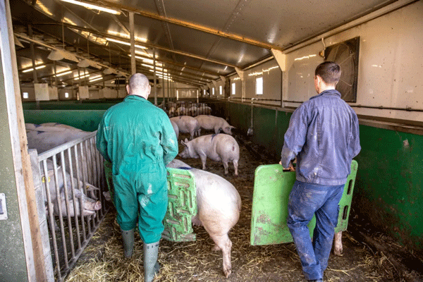 La eficiencia laboral como objetivo genético 