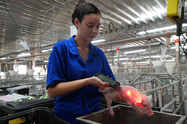 La eficiencia laboral como objetivo genético: Menos trabajo, más resultados - Image 1