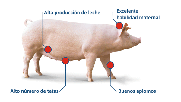 La eficiencia laboral como objetivo genético: Menos trabajo, más resultados - Image 2