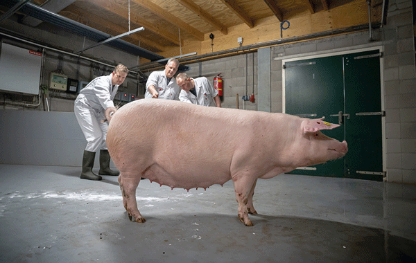 Optimización de la funcionalidad de las mamas: La base de un parto eficiente 