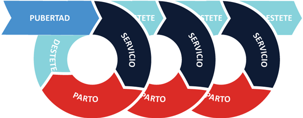 Reproducción optimizada: Manejo de tiempos y detección 