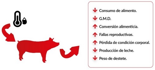 Estrés calórico en cerdos, su impacto en la producción - Image 2
