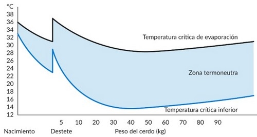 Estrés calórico en cerdos, su impacto en la producción - Image 1
