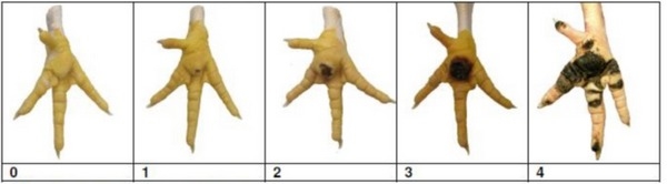 Eficacia de la Suplementación de Butirato de Sodio Doblemente Tamponado sobre el Desempeño Productivo, la Pododermatitis y la Histomorfología Intestinal - Image 1
