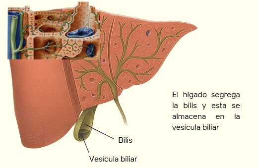 Efecto de nutrición en salud hepática - Image 6