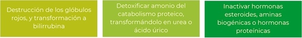 Efecto de nutrición en salud hepática - Image 8