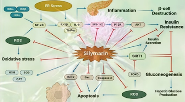 Efecto de nutrición en salud hepática - Image 9