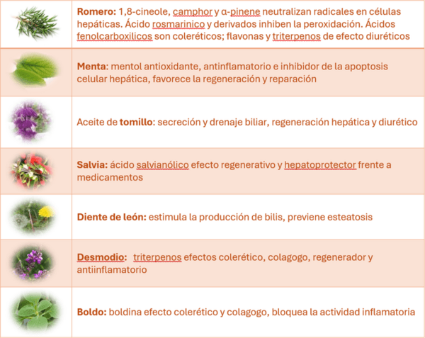 Efecto de nutrición en salud hepática - Image 3