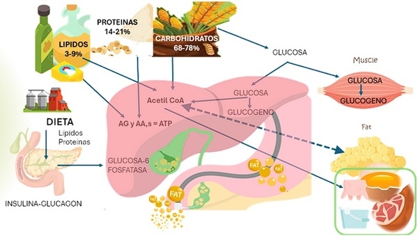 Efecto de nutrición en salud hepática - Image 7