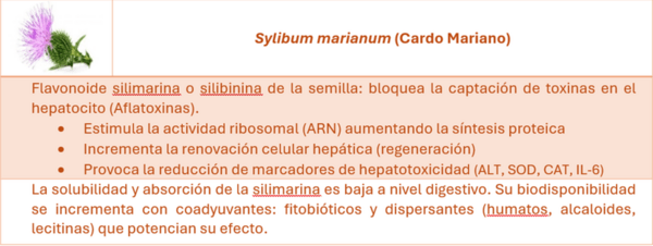 Efecto de nutrición en salud hepática - Image 2