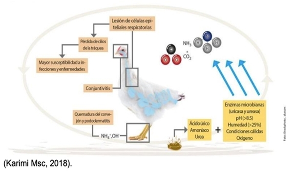 Disminución de los niveles de amoníaco (NH3) y reducción de carga bacteriana en cama de galpones avícolas - Image 3