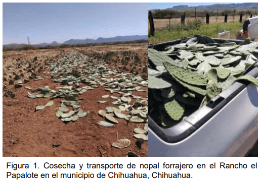 Figura 1. Cosecha y transporte de nopal forrajero en el Rancho el Papalote en el municipio de Chihuahua, Chihuahua. 