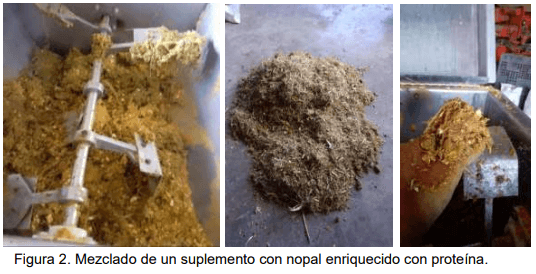 Figura 2. Mezclado de un suplemento con nopal enriquecido con proteína.