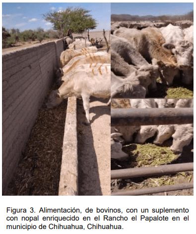 Figura 3. Alimentación, de bovinos, con un suplemento con nopal enriquecido en el Rancho el Papalote en el municipio de Chihuahua, Chihuahua.