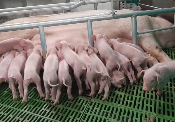 Bienestar animal – Soluciones basadas en caracteres para las granjas modernas - Image 3