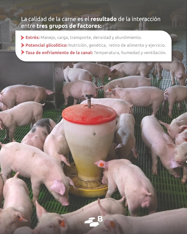 Cosecha, ayuno y embarque inteligente: La ciencia detrás de la carne superior - Image 1