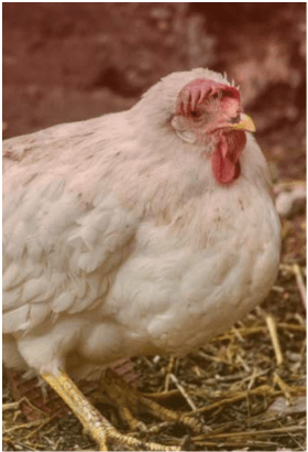 Importancia de protectores hepáticos naturales en la avicultura moderna - Image 1