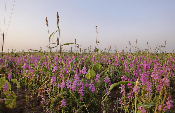 Las plantas parásitas utilizan una 