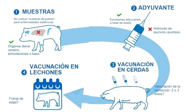 Streptococcus suis: Vacunación y prevención en la industria porcina - Image 4