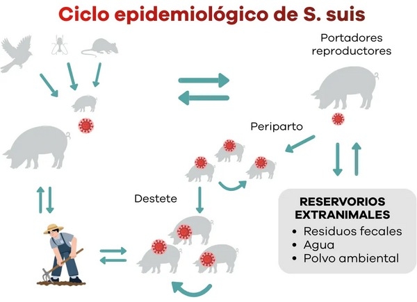 Streptococcus suis: Vacunación y prevención en la industria porcina - Image 1